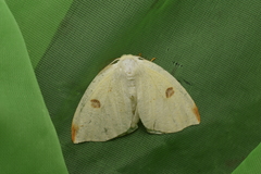 Topomesoides jonasii