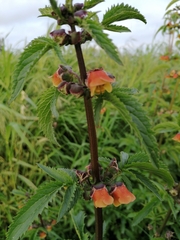 Scrophularia sambucifolia