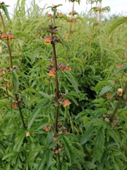 Scrophularia sambucifolia