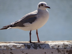 Chroicocephalus cirrocephalus