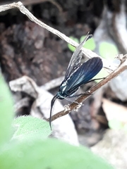 Uranophora terminalis