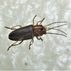 Oxycopis