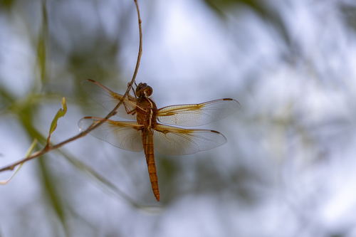 iNaturalist observation photo of Flame Skimmer