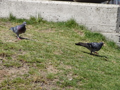 Columba livia domestica