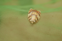 Acleris leechi