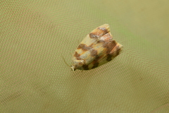 Acleris leechi