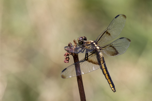 iNaturalist observation photo of Widow Skimmer