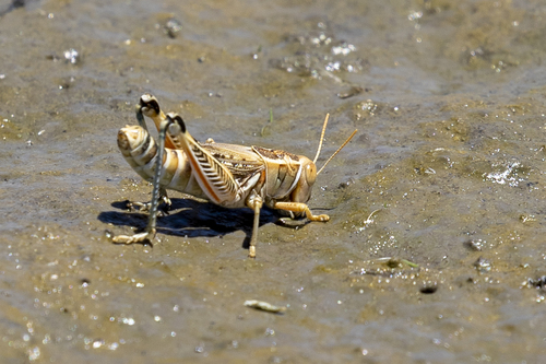 iNaturalist observation photo of Melanoplini