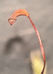 Brachythecium laetum