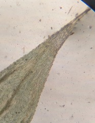 Brachythecium laetum