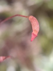 Brachythecium laetum