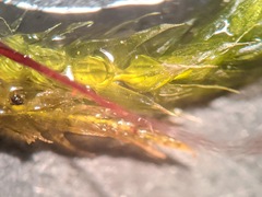 Brachythecium laetum