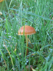 Galerina pumila