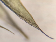 Brachythecium laetum