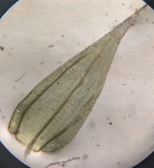 Brachythecium laetum