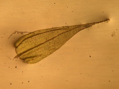 Brachythecium laetum