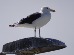 Larus dominicanus vetula