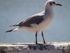 Chroicocephalus cirrocephalus