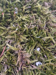 Brachythecium laetum