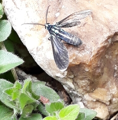 Uranophora terminalis