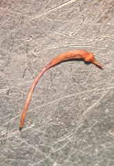 Brachythecium laetum