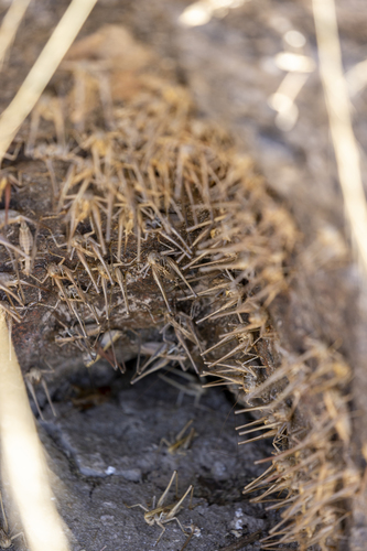 iNaturalist observation photo of Dusky Shieldback