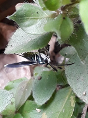 Uranophora terminalis