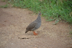 Pternistis natalensis