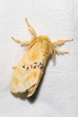Euproctis bicolor