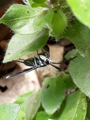 Uranophora terminalis