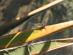 Kikihia southwestlandica