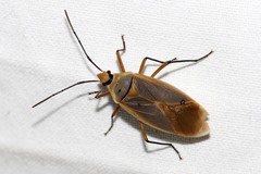 Dysdercus melanderes