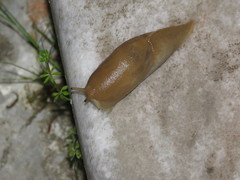 Drusia ibera