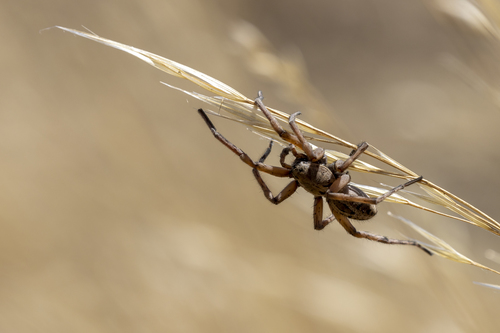 iNaturalist observation photo of Schizocosa maxima