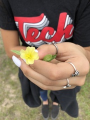 Mecardonia procumbens