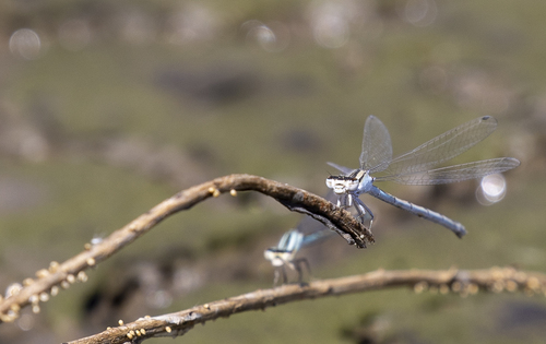 iNaturalist observation photo of Bluets