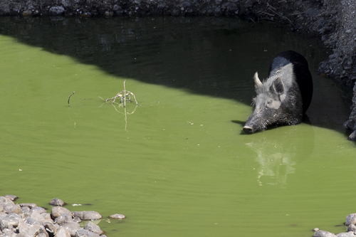iNaturalist observation photo of Wild Boar