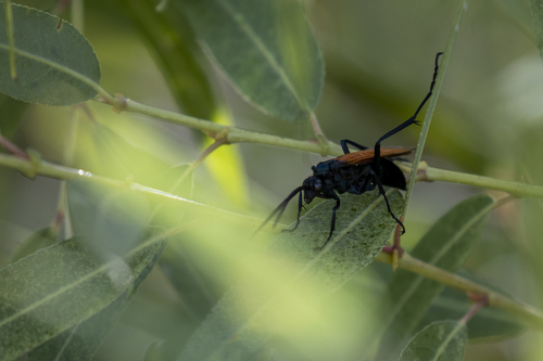 iNaturalist observation photo of New World Tarantula-hawk Wasps