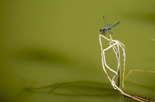 iNaturalist observation photo of Blue Dasher