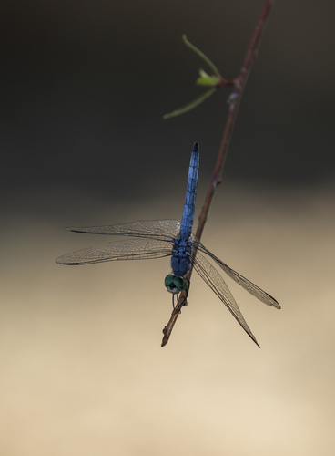 iNaturalist observation photo of Blue Dasher