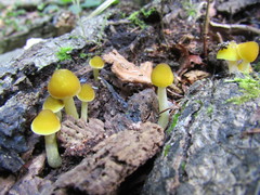 Pluteus chrysophaeus