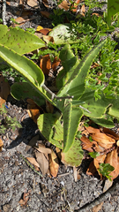 Kalanchoe gastonis-bonnieri