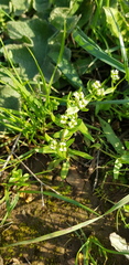 Valerianella muricata
