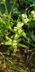 Valerianella muricata
