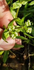 Valerianella muricata