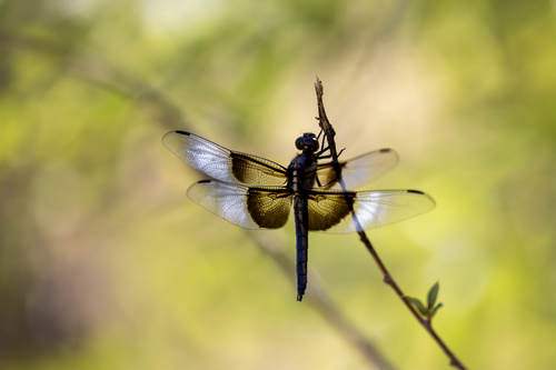 iNaturalist observation photo of Widow Skimmer