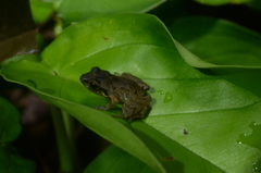 Craugastor lauraster