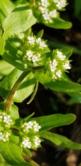Valerianella muricata