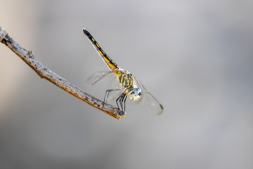 iNaturalist observation photo of Blue Dasher