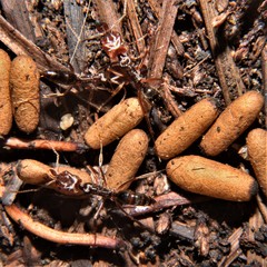 Odontomachus ruginodis